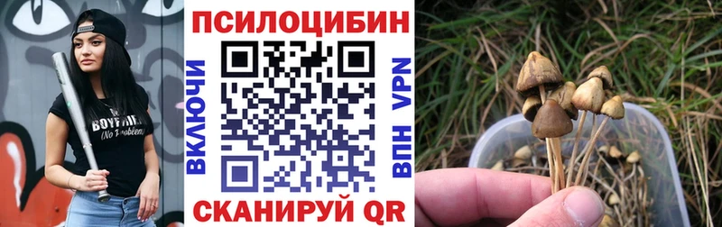 Псилоцибиновые грибы Cubensis Талдом
